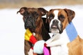 Two dogs of breed boxer sitting in the winter on snow, associate