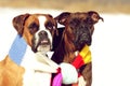 Two dogs of breed boxer sitting in the winter on snow