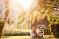 Two dogs breed Corgi in the Park Royalty Free Stock Photo