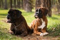 Two dogs of breed German boxer Royalty Free Stock Photo