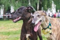 Two dogs of the breed greyhound with medals at the Dog Show_ Royalty Free Stock Photo