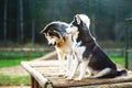 Two dogs of breed Husky