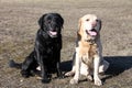 Two dogs of breed Labrador sitting on the lawn Royalty Free Stock Photo