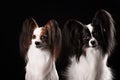 Two dogs of breed papillon Royalty Free Stock Photo