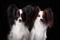 Two dogs of breed papillon Royalty Free Stock Photo