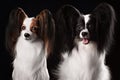 Two dogs of breed papillon Royalty Free Stock Photo
