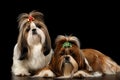 Two Dogs of breed shih-tzu on black background