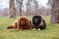 Two dogs breed Tibetan Mastiff