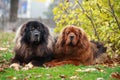 Two dogs breed Tibetan Mastiff