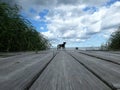 Two dogs on a bridge.