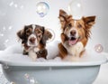 two dogs in the bubble bath together getting clean