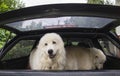 Two dogs in car trunk going on vacation