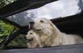 Two dogs in car trunk going on vacation