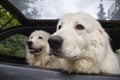 Two dogs in car trunk going on vacation