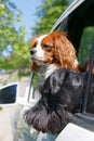 Two dogs in car window Royalty Free Stock Photo