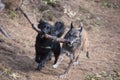Two dogs carrying a stick together