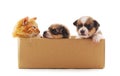 Two dogs and a cat in the box Royalty Free Stock Photo
