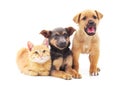 Two dogs and a cat Royalty Free Stock Photo