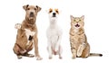 Two dogs and a cat sitting together with paws raised up Royalty Free Stock Photo