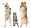 Two dogs and cat stand on hind legs