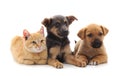 Two dogs and a cat. Royalty Free Stock Photo