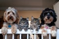 Two dogs and two cats peek over white bar, relaxed Royalty Free Stock Photo