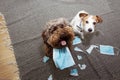 Two dogs caught red-handed after destroy and bite some protective face masks Royalty Free Stock Photo