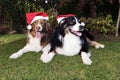 Two Dogs Celebrate Christmas Happy Couple garden Sunny Day Royalty Free Stock Photo