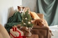 Two dogs celebrate the festive season in a cozy home setting