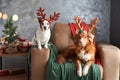 Two dogs celebrate the holiday spirit, one with antlers perched on a cozy chair