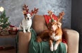 Two dogs celebrate the holiday spirit, one with antlers perched on a cozy chair