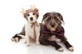 TWO DOGS CELEBRATING CHRISTMAS. JACK RUSSELL AND SHEEPDOG WEARING A REINDEER AND BOWTIE HOLIDAYS. ISOLATED ON WHITE BACKGROUND