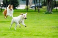 Two dogs chasing