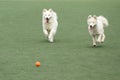 Two Dogs Chasing Ball