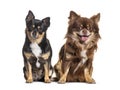 Two dogs, Chihuahua and crossbreed dog, sitting and lookinf-g at the camera, isolated Royalty Free Stock Photo