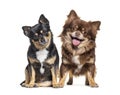 Two dogs, Chihuahua and crossbreed dog, sitting and lookinf-g at the camera, isolated Royalty Free Stock Photo