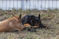 Two dogs  color play one stick Royalty Free Stock Photo