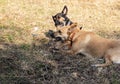 Two dogs  color play one stick Royalty Free Stock Photo