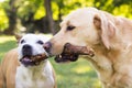 Two dogs competing over a stick