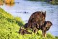 Two Alsatian dogs - copulation on the water`s edge