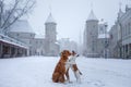 Two dogs cuddle on the bridge. They look at the old city of Tallinn. Royalty Free Stock Photo