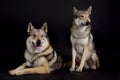 Two dogs (czechoslovakian alsatian) lying and sitting next to each other in studio on black background Royalty Free Stock Photo