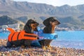 Two dogs dachshund in life jackets on the beach. Active family water recreation Royalty Free Stock Photo