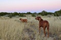 Two Rodisian Ridgebacks dogs in New Mexico high desert landscape Royalty Free Stock Photo