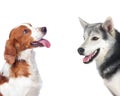 Two dogs of different breeds Royalty Free Stock Photo