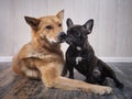 Two dogs of different breeds. Animals sit together Royalty Free Stock Photo
