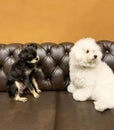 two dogs of different breeds are sitting on the sofa Royalty Free Stock Photo