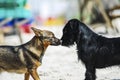 Two dogs of different breeds sniffing as part of the reconnaissance Royalty Free Stock Photo