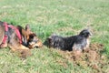 Two dogs digging in the grass Royalty Free Stock Photo