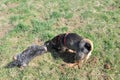 Two dogs digging in the grass Royalty Free Stock Photo